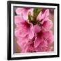 Pink Peach Blossoms Close-Up Macro Village, Chengdu, Sichuan, China-William Perry-Framed Photographic Print