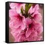 Pink Peach Blossoms Close-Up Macro Village, Chengdu, Sichuan, China-William Perry-Framed Stretched Canvas