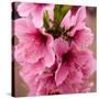 Pink Peach Blossoms Close-Up Macro Village, Chengdu, Sichuan, China-William Perry-Stretched Canvas