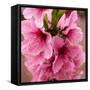 Pink Peach Blossoms Close-Up Macro Village, Chengdu, Sichuan, China-William Perry-Framed Stretched Canvas