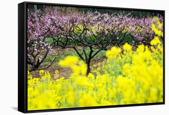 Pink Peach Flowers with Yellow Oilseed Rape Blossom.-hanhanpeggy-Framed Stretched Canvas