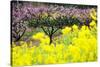 Pink Peach Flowers with Yellow Oilseed Rape Blossom.-hanhanpeggy-Stretched Canvas