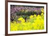 Pink Peach Flowers with Yellow Oilseed Rape Blossom.-hanhanpeggy-Framed Photographic Print