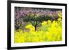 Pink Peach Flowers with Yellow Oilseed Rape Blossom.-hanhanpeggy-Framed Photographic Print