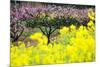 Pink Peach Flowers with Yellow Oilseed Rape Blossom.-hanhanpeggy-Mounted Photographic Print