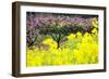 Pink Peach Flowers with Yellow Oilseed Rape Blossom.-hanhanpeggy-Framed Photographic Print