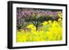 Pink Peach Flowers with Yellow Oilseed Rape Blossom.-hanhanpeggy-Framed Photographic Print