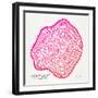 Pink Peach Leaf-Cat Coquillette-Framed Giclee Print