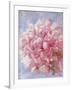 Pink Peonie I-li bo-Framed Giclee Print