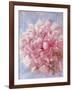 Pink Peonie I-li bo-Framed Giclee Print