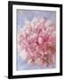 Pink Peonie I-li bo-Framed Giclee Print