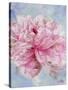 Pink Peonie II-li bo-Stretched Canvas