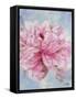 Pink Peonie II-li bo-Framed Stretched Canvas