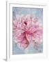 Pink Peonie II-li bo-Framed Giclee Print