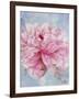 Pink Peonie II-li bo-Framed Giclee Print