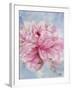 Pink Peonie II-li bo-Framed Giclee Print