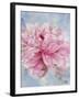 Pink Peonie II-li bo-Framed Giclee Print