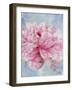 Pink Peonie II-li bo-Framed Giclee Print