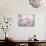 Pink Peonies I-Paula Giltner-Art Print displayed on a wall