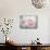 Pink Peonies I-Paula Giltner-Mounted Art Print displayed on a wall