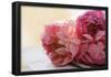 Pink Peonies-null-Framed Poster