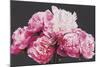 Pink Peonies-Sarah Caswell-Mounted Giclee Print