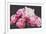 Pink Peonies-Sarah Caswell-Framed Giclee Print