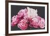 Pink Peonies-Sarah Caswell-Framed Giclee Print