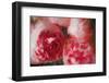 Pink Peonies-Helen White-Framed Photographic Print