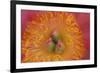 Pink peony bloom-Anna Miller-Framed Photographic Print