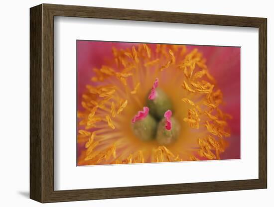 Pink peony bloom-Anna Miller-Framed Photographic Print