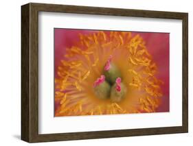 Pink peony bloom-Anna Miller-Framed Photographic Print