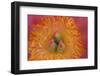 Pink peony bloom-Anna Miller-Framed Photographic Print