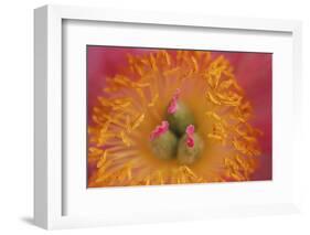 Pink peony bloom-Anna Miller-Framed Photographic Print