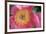 Pink peony bloom-Anna Miller-Framed Photographic Print