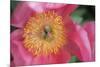 Pink peony bloom-Anna Miller-Mounted Photographic Print