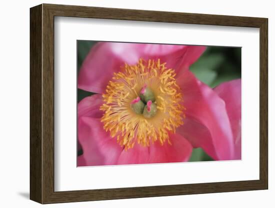 Pink peony bloom-Anna Miller-Framed Photographic Print