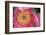 Pink peony bloom-Anna Miller-Framed Photographic Print