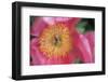 Pink peony bloom-Anna Miller-Framed Photographic Print