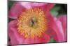 Pink peony bloom-Anna Miller-Mounted Photographic Print