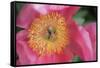 Pink peony bloom-Anna Miller-Framed Stretched Canvas