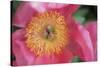 Pink peony bloom-Anna Miller-Stretched Canvas