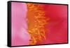 Pink peony bloom-Anna Miller-Framed Stretched Canvas