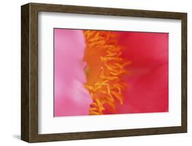 Pink peony bloom-Anna Miller-Framed Photographic Print