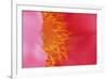 Pink peony bloom-Anna Miller-Framed Photographic Print