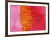 Pink peony bloom-Anna Miller-Framed Photographic Print