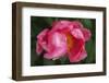 Pink peony bloom-Anna Miller-Framed Photographic Print