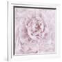 Pink Peony Flower-Cora Niele-Framed Photographic Print