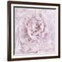 Pink Peony Flower-Cora Niele-Framed Photographic Print