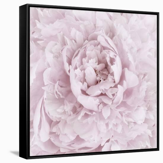 Pink Peony Flower-Cora Niele-Framed Stretched Canvas